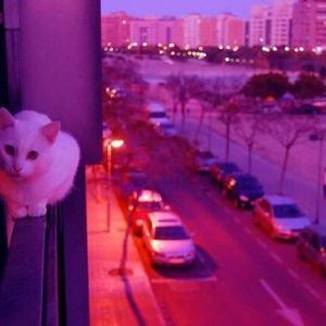 Meet your Posher, Frances